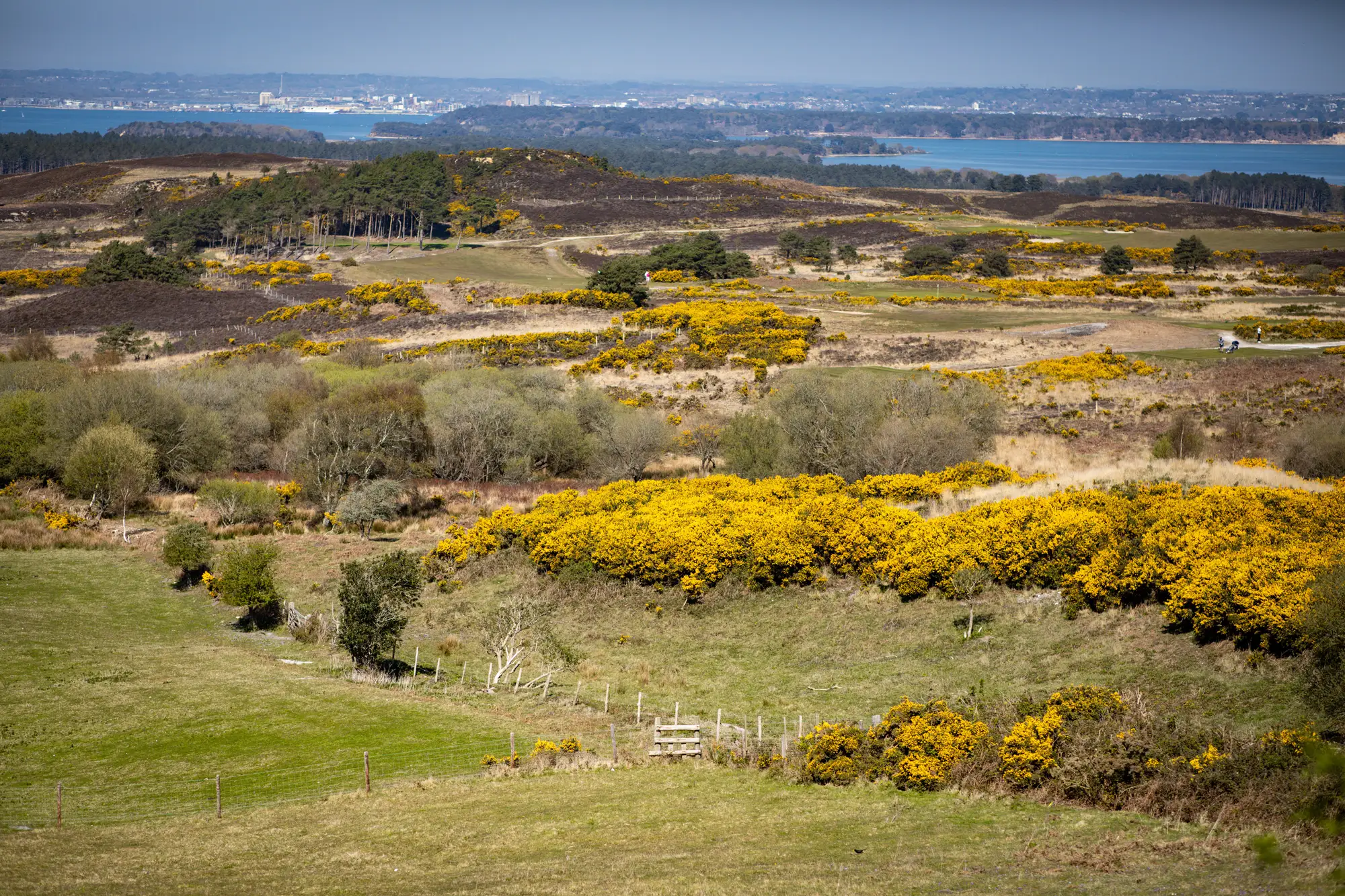Gorse in flower in patches across English heathland, with a harbour in the distance