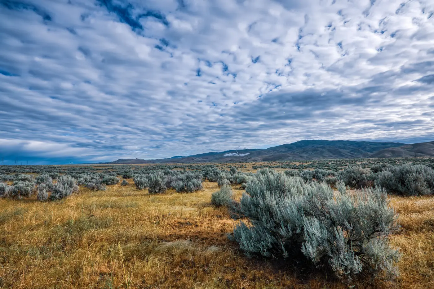 Sagebrush rangeland with dry grass and scattered shrubs stretching toward distant hills under a cloudy sky.